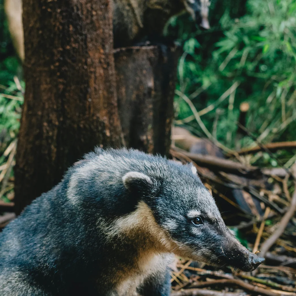Coatí en el suelo de la selva subtropical